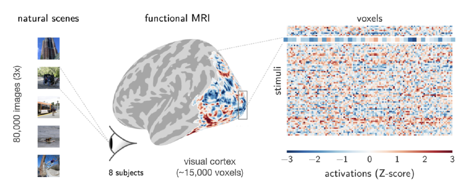 Exploring Uncharted Dimensions of Human Brain Representation